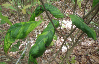 Beech Leaf Disease