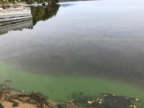 10/6/2021 Cyanobacteria Bloom