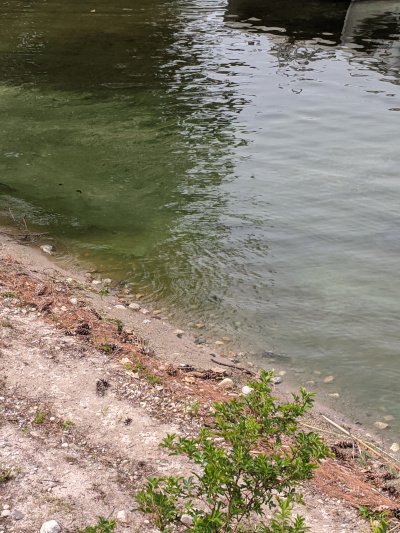 6/2/2019 Cyanobacteria Bloom