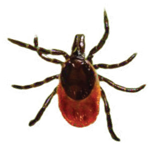 Blacklegged tick