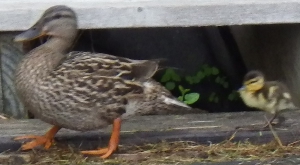 Duck and chicks
