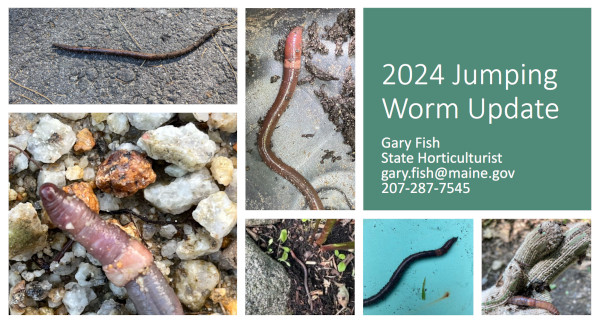 Jumping worm slide show