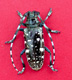 Female Asian Longhorned Beetle