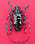 Male Asian Longhorned Beetle