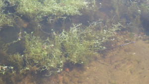 C. stagnalis bed 5/6/2022