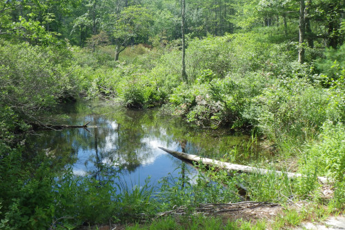 Island Inlet