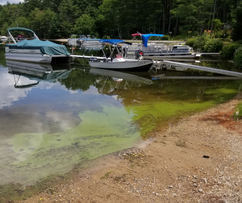 7/24/2019 Cyanobacteria Bloom