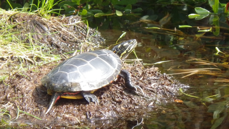 Turtle up Hobbs Brook