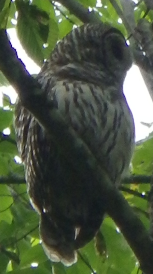 Barred owl