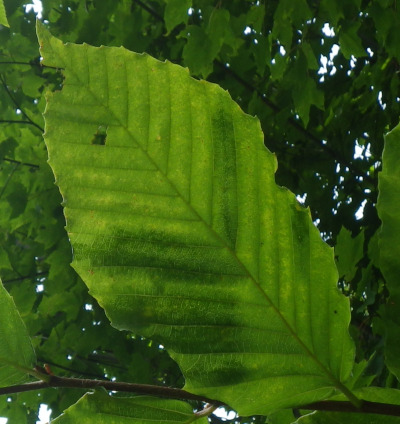 Beech Leaf Disease 7/19/2025