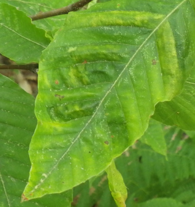 Beech Leaf Disease 7/19/2025
