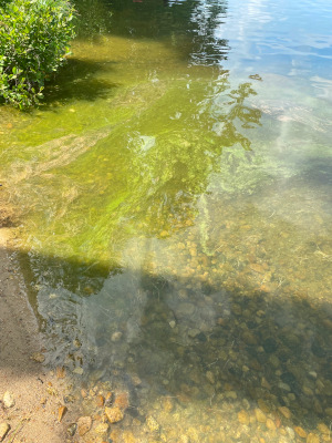 6/24/2025 Cyanobacteria Bloom