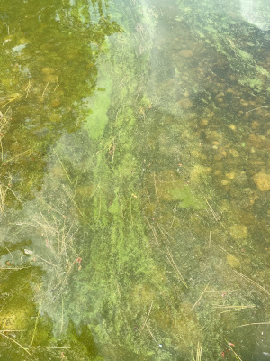 6/24/2025 Cyanobacteria Bloom