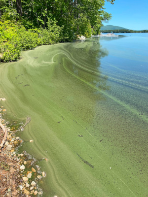 6/3/2025 Cyanobacteria Bloom