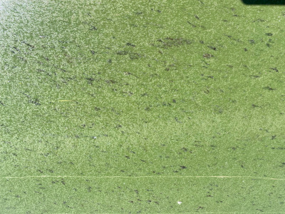 6/3/2025 Cyanobacteria Bloom