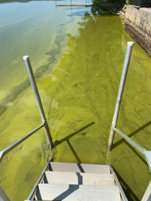 8/12/2025 Cyanobacteria Bloom