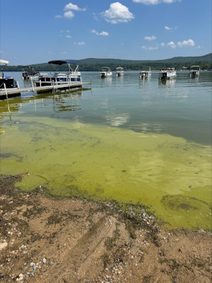 8/12/2025 Cyanobacteria Bloom
