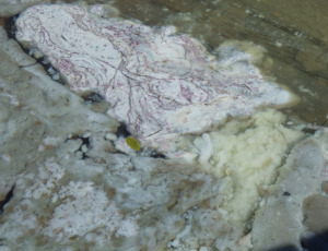 Advanced cyanobacteria bloom, 9/15/2025