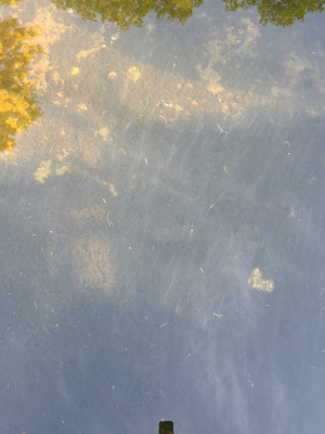 8/8/2025 Cyanobacteria Bloom