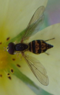 Flower fly