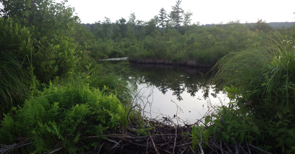 Hobbs Brook 7-5-2026